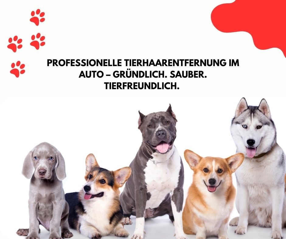 Professionelle Tierhaarentfernung aus Autositzen und Teppichen – gründliche Reinigung für ein haarfr