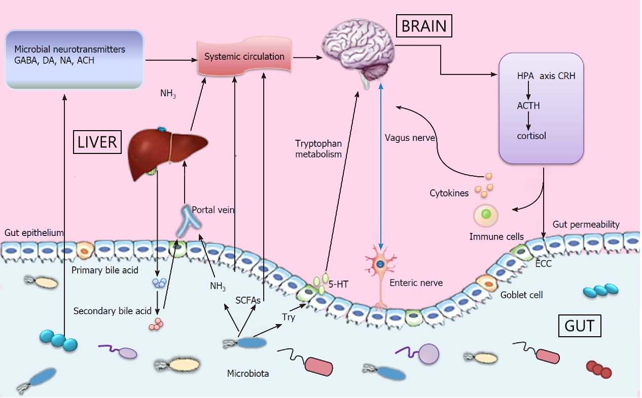 gut-brain-liver axis