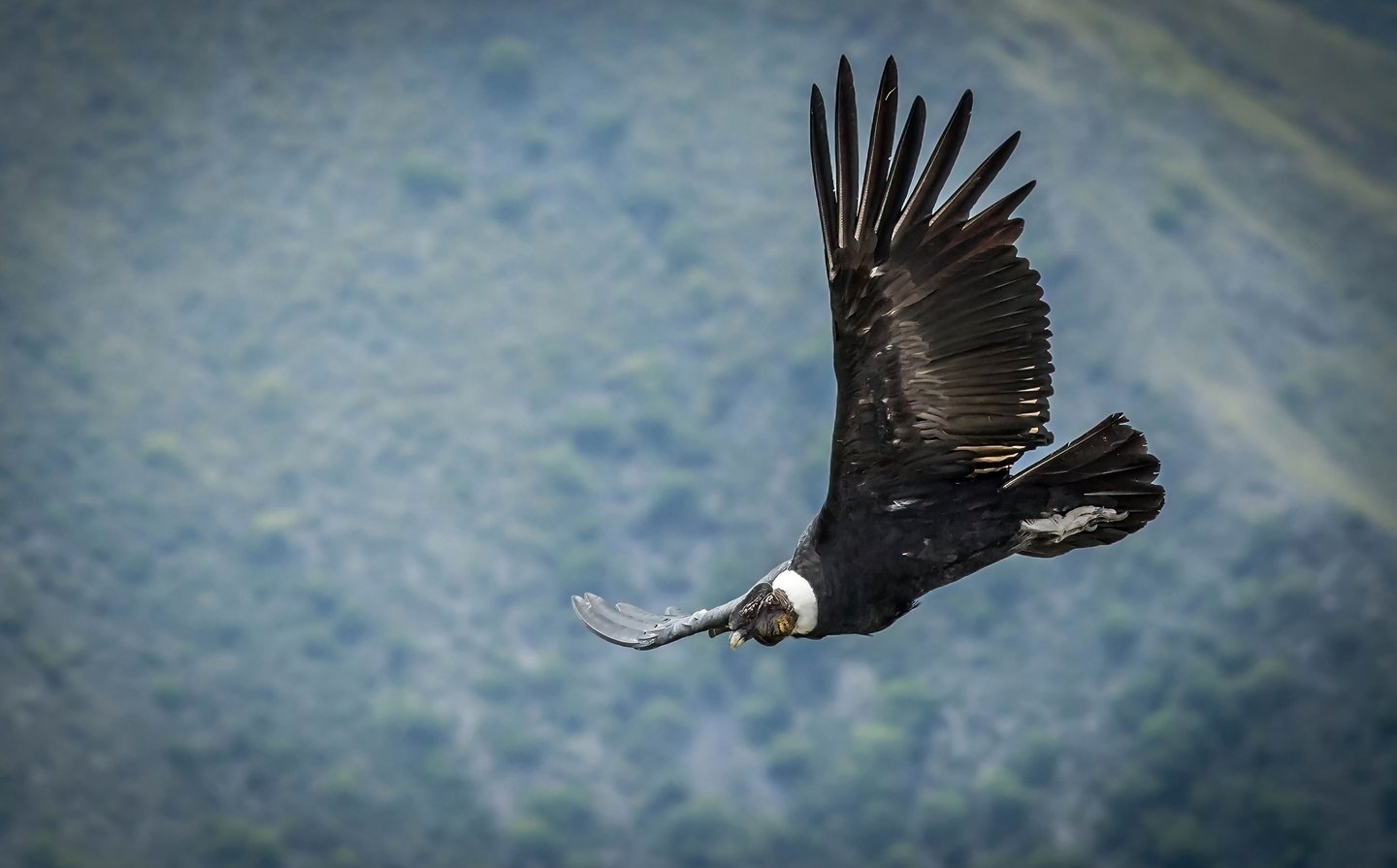 This image features an Andean condor, one of the largest flying birds in the world.