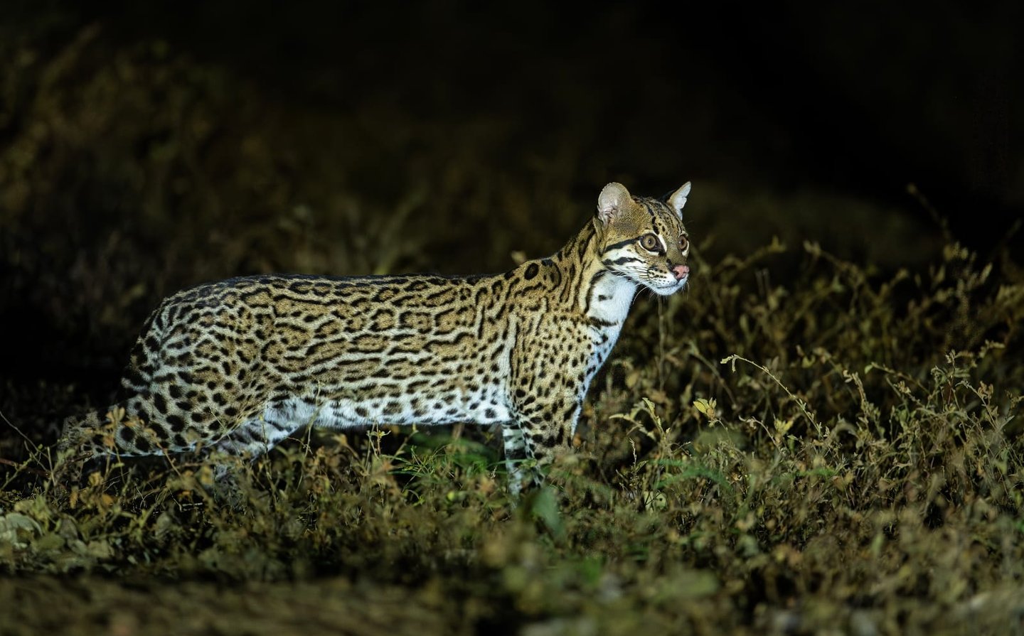Brazil Pantanal Jaguar Photography Tour 6 Days Wildlife Safari