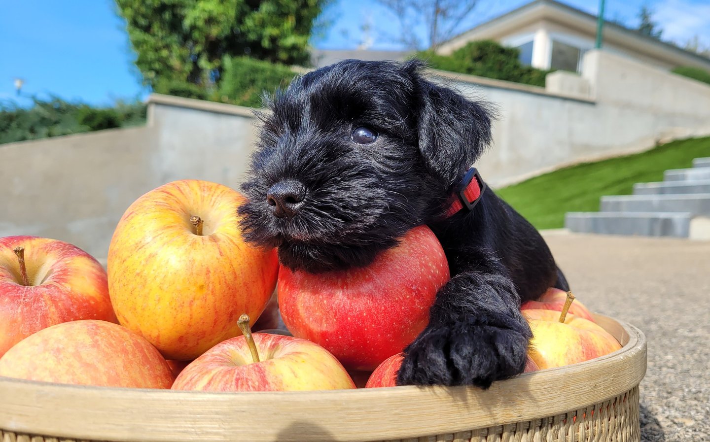 Chiot Schnauzer sur une pomme