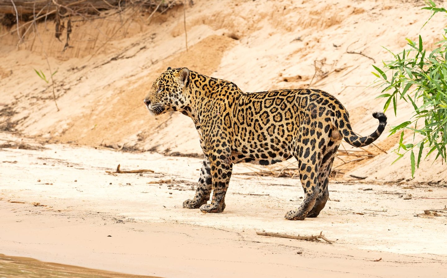 Brazil Pantanal Jaguar Photography Tour 6 Days Wildlife Safari