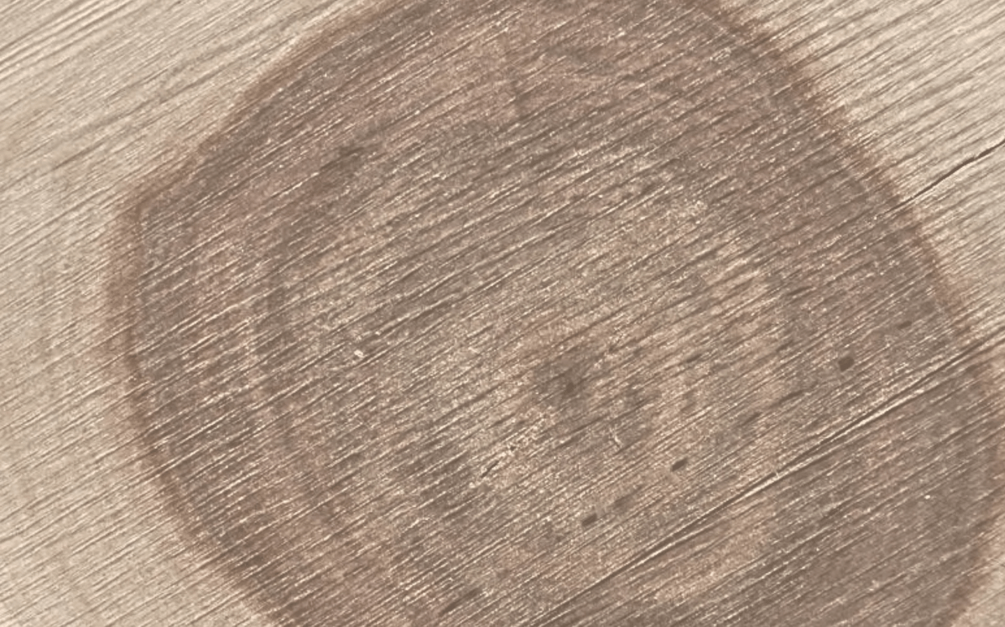 Macro cross-section of raw wood showing tight growth rings and a dense, circular grain.