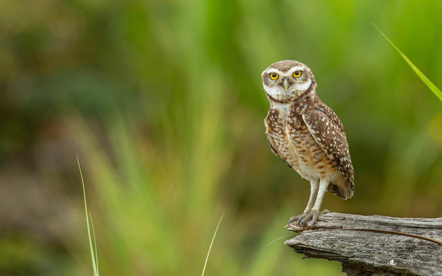 Birdwatching Manu Expeditions 4d/3n
