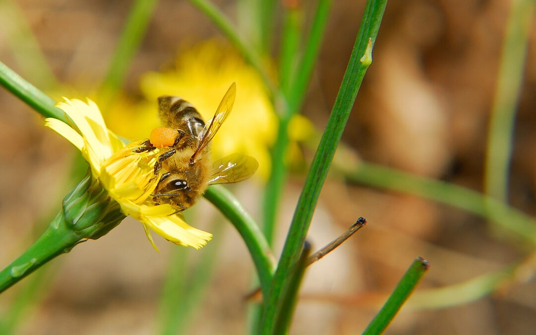 Common Cat's-Ear Pollen Honeybee