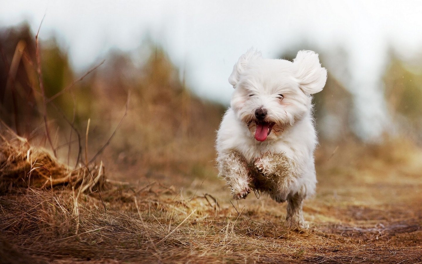 a dog running through the grass with its tongue sticking out