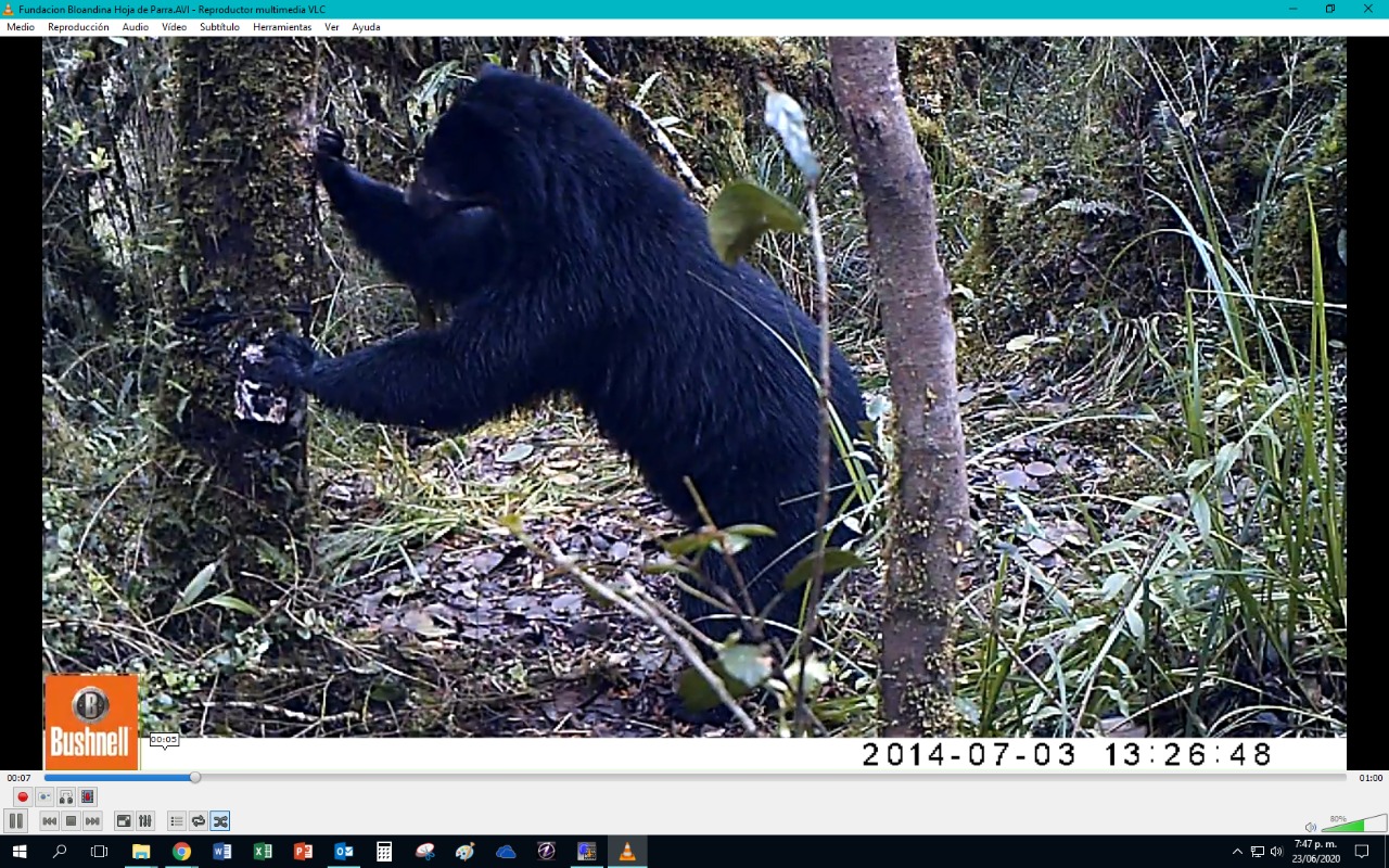 Tremarctos ornatus en cámara trampa, Reserva Natural El Páramo, Guasca