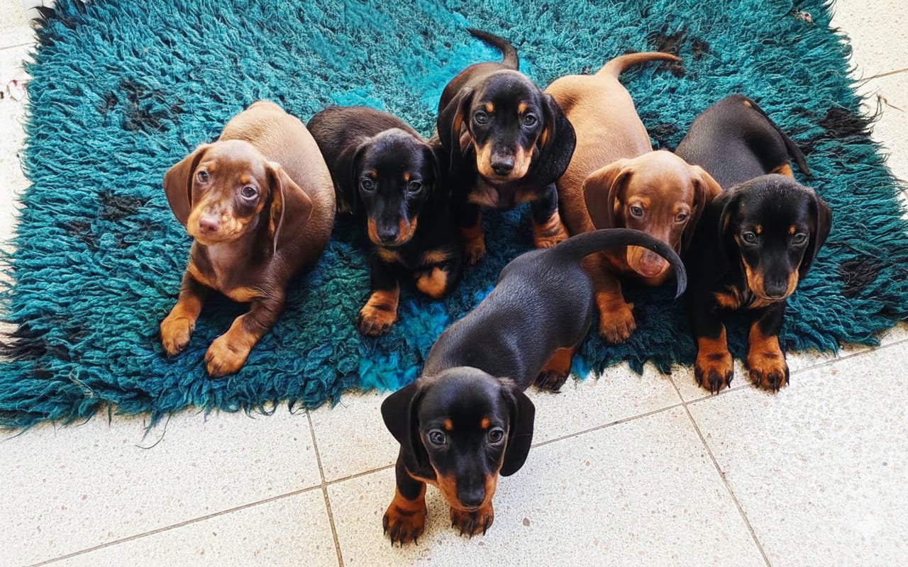 cuccioli bassotti nani kaninchen Ferrara emilia romagna