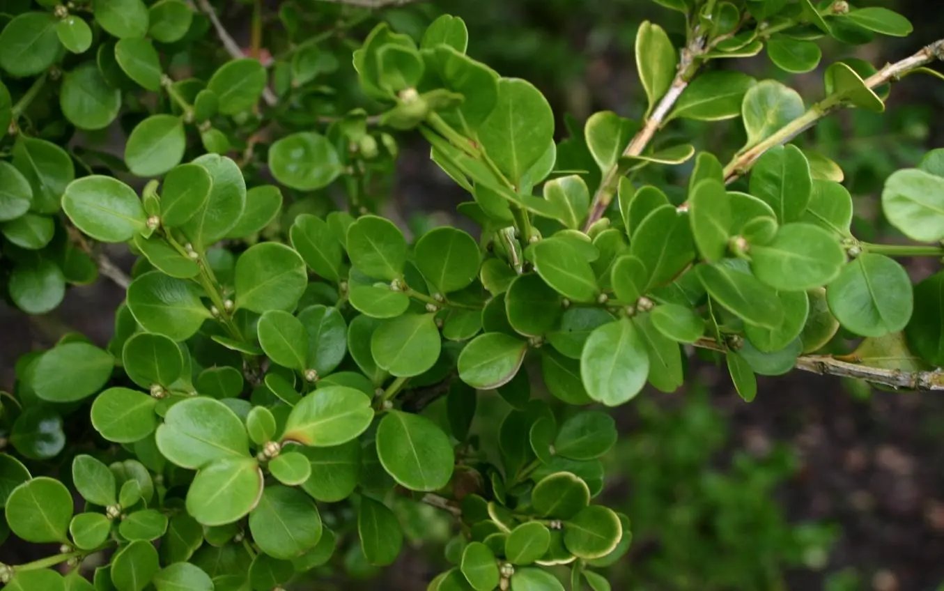 a fast growing shrub named Japanese Boxwood