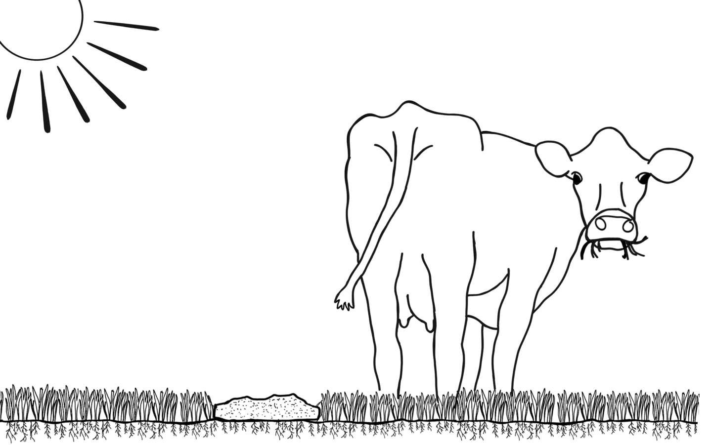 a jersey cow standing in a field of grass with a sun in the background and manure on the soil