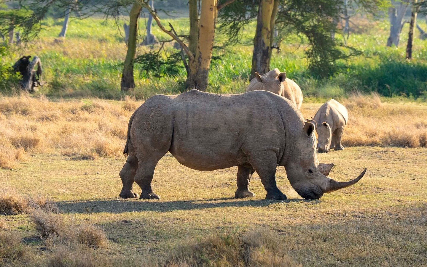Solio Lodge Kenya rhinos