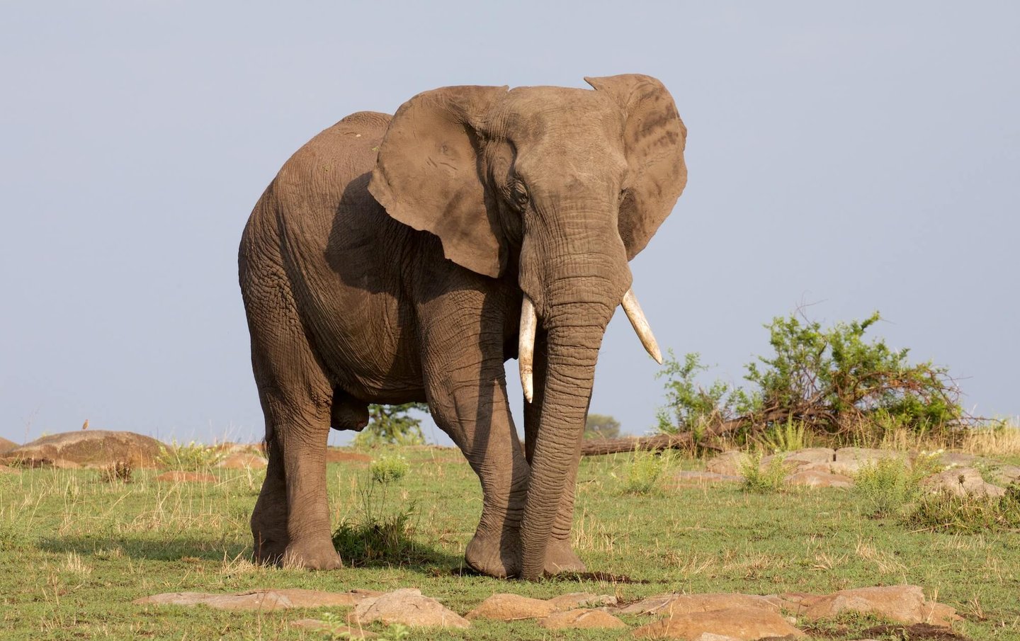 Four Seasons Serengeti Tanzania elephant