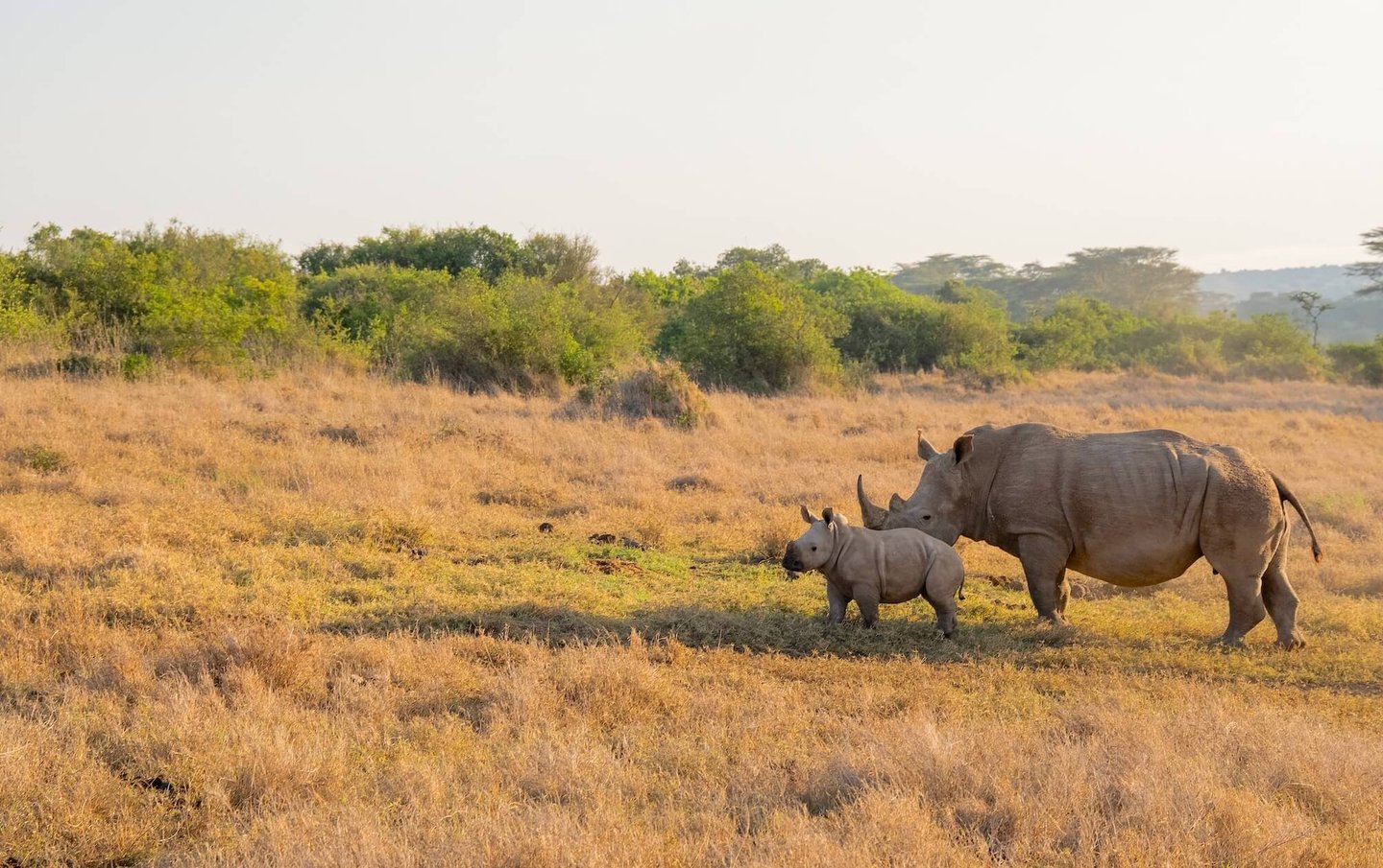 Solio Lodge Kenya rhinos