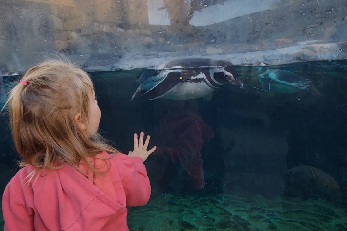 Child watching a penguin swim at an aquarium in Long Beach, California