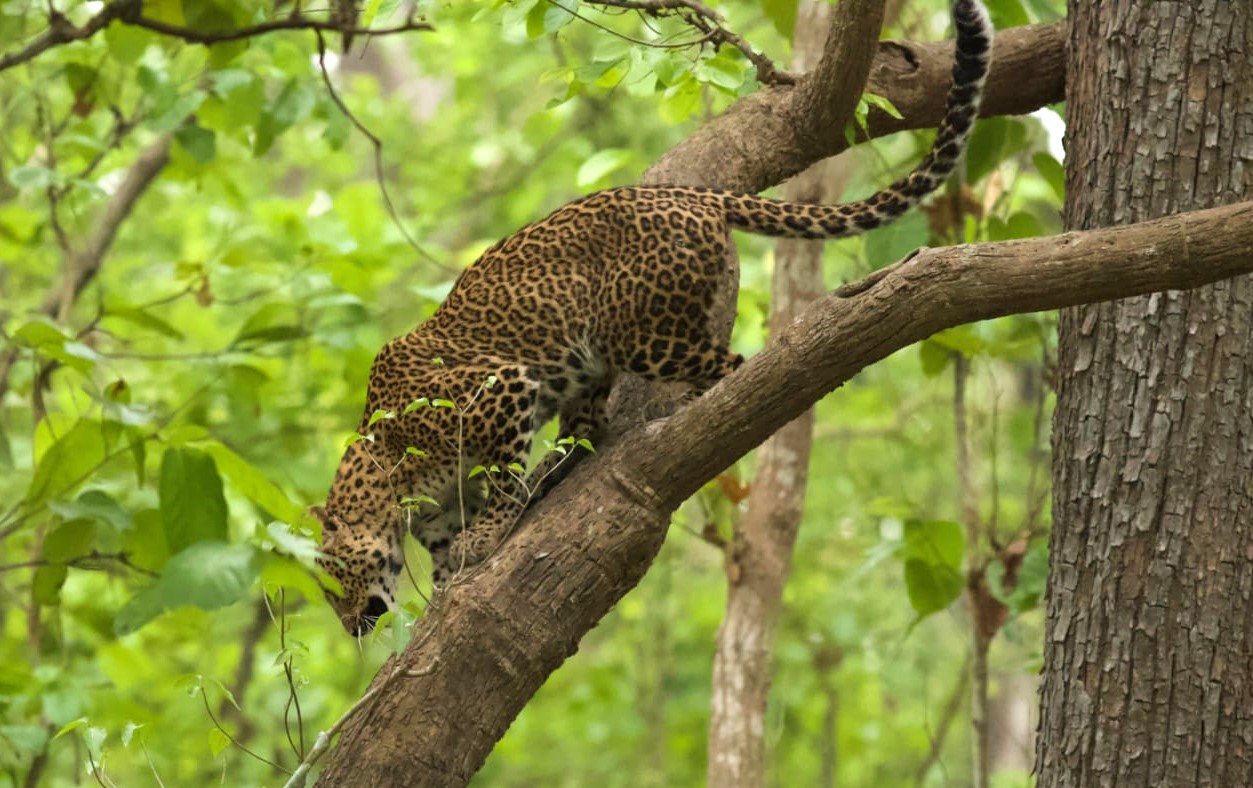 leopard in Bardiya community forest