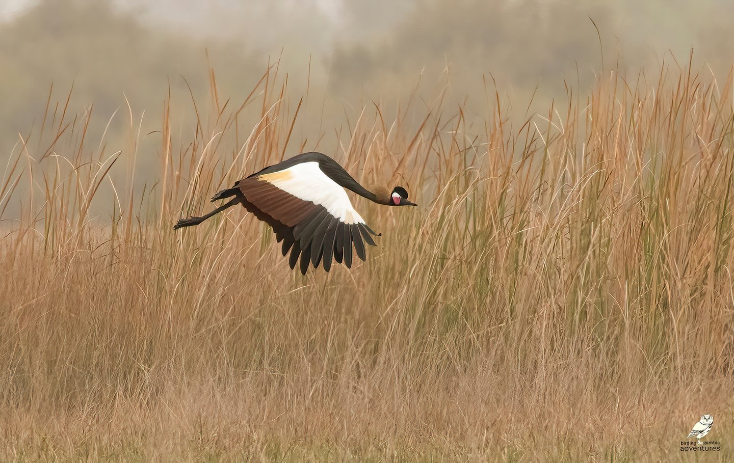 Crowned Crane | Birding Adventures Gambia