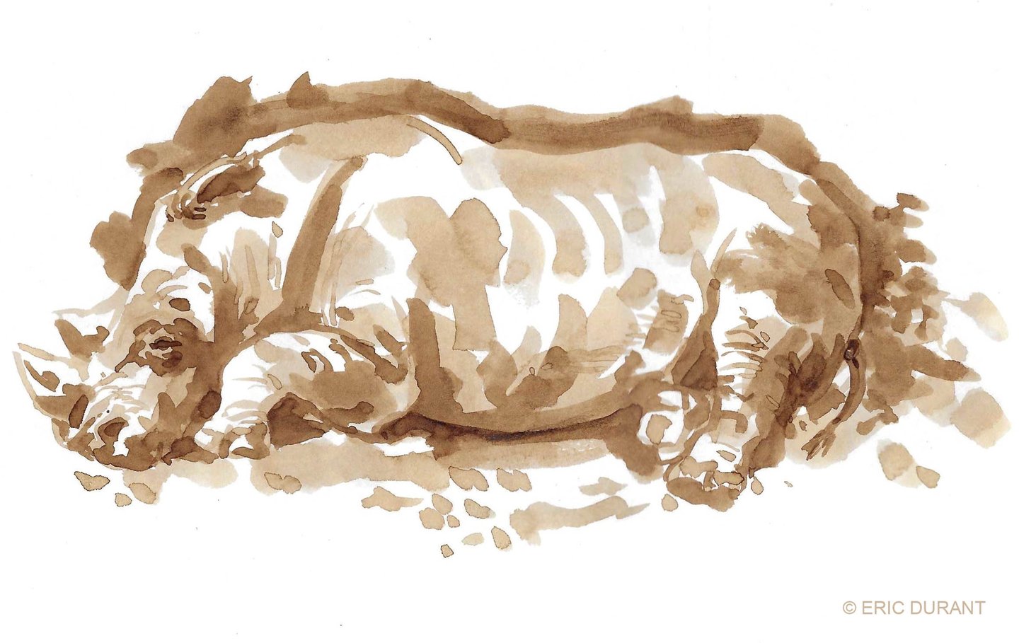 Lavis de brou de noix  sur papier - © Eric Durant