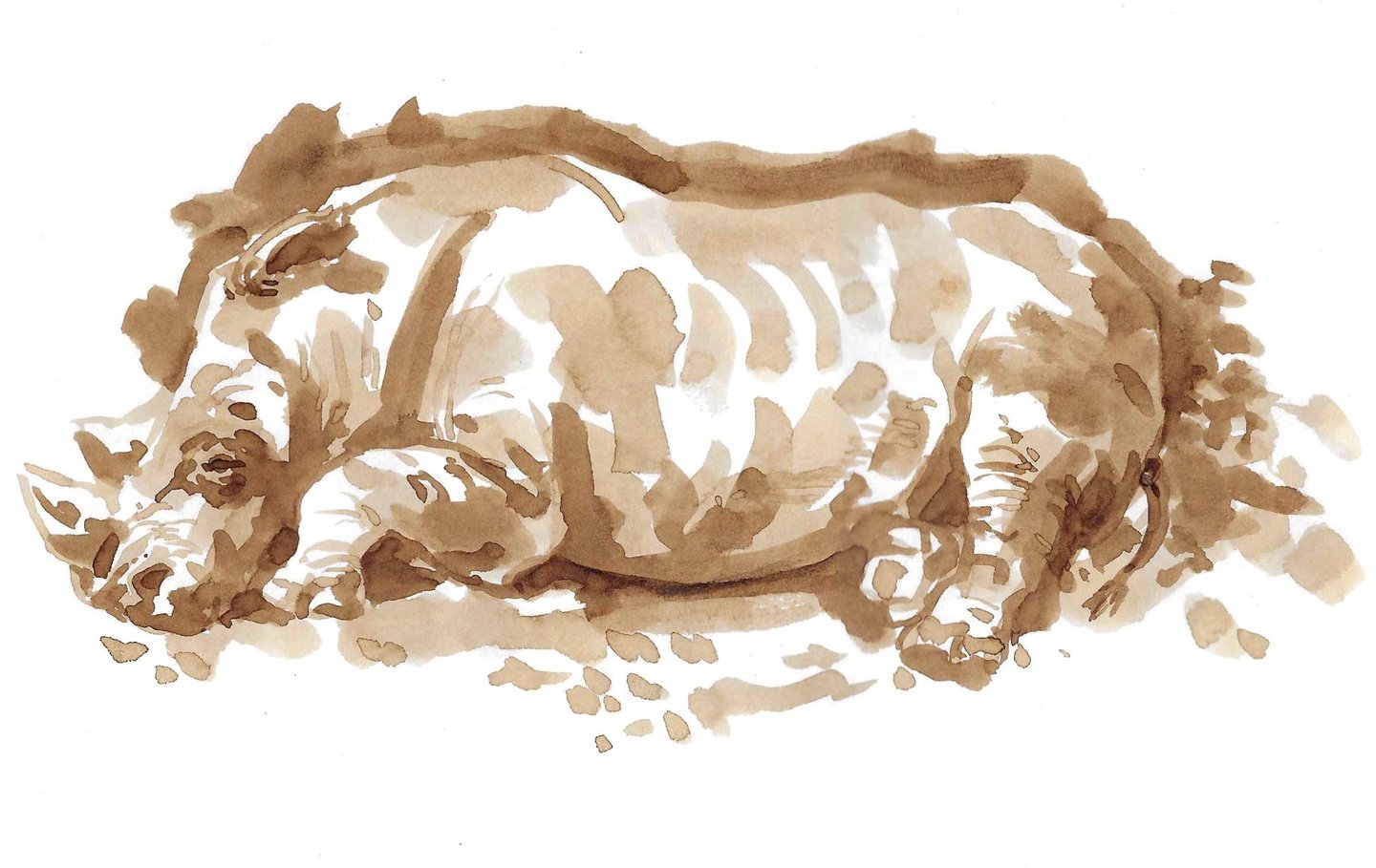 Dessin au lavis de brou de noix représentant un rhinocéros.