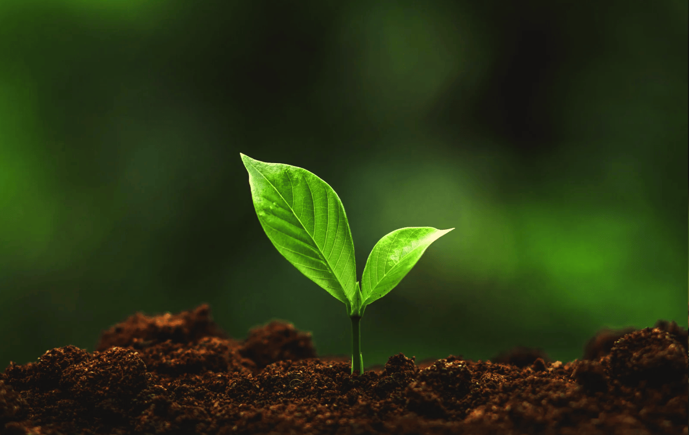 Bankeaz | A growing tree for sustainability