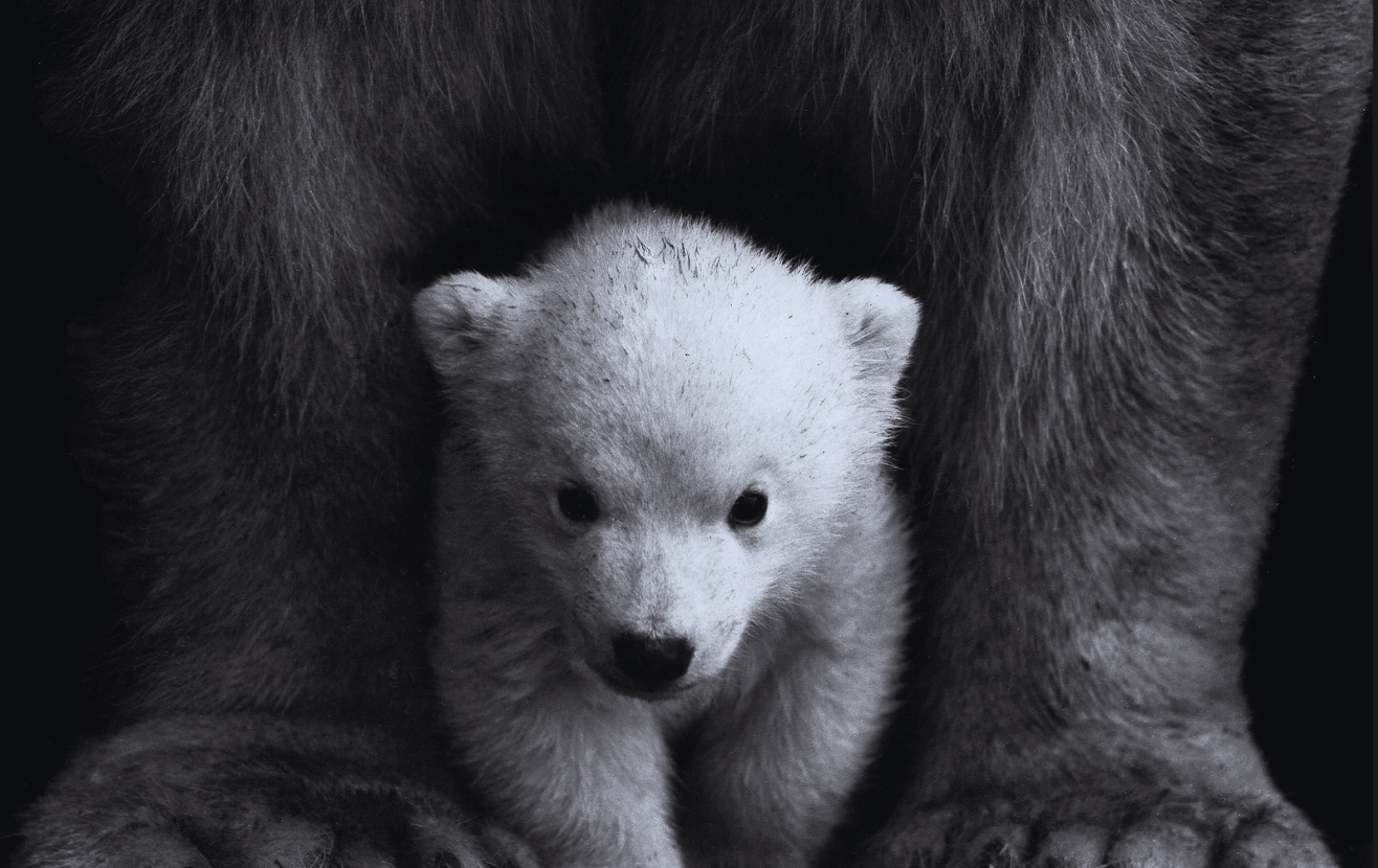 Bankeaz | Cute baby polar bear protected by his mother