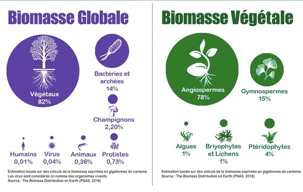 PESTICIDES BIODIVERSITÉ EXTINCTION MASSE INFOGRAPHIES