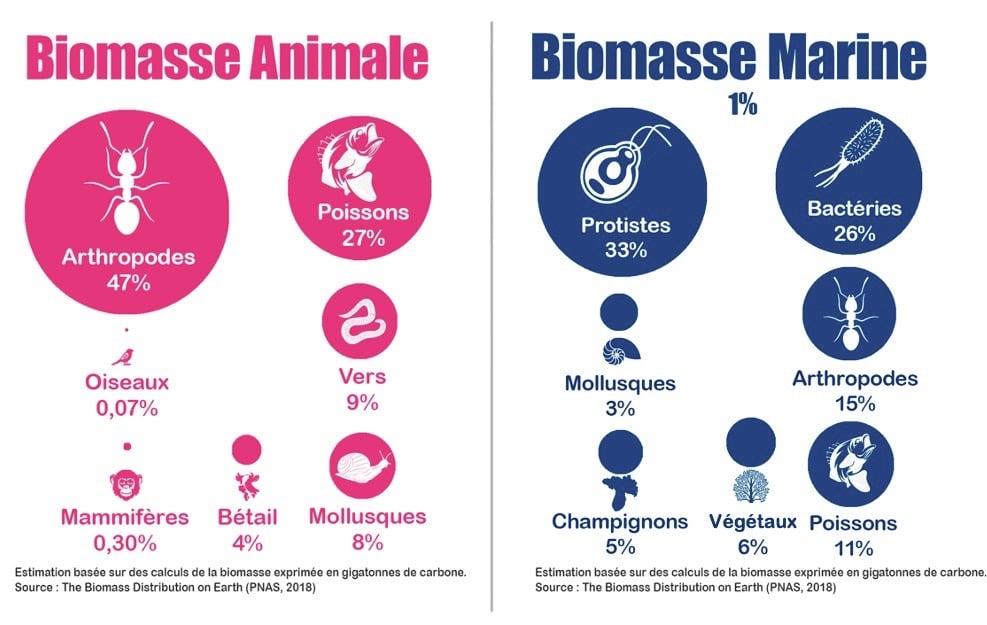 PESTICIDES BIODIVERSITÉ EXTINCTION MASSE INFOGRAPHIES