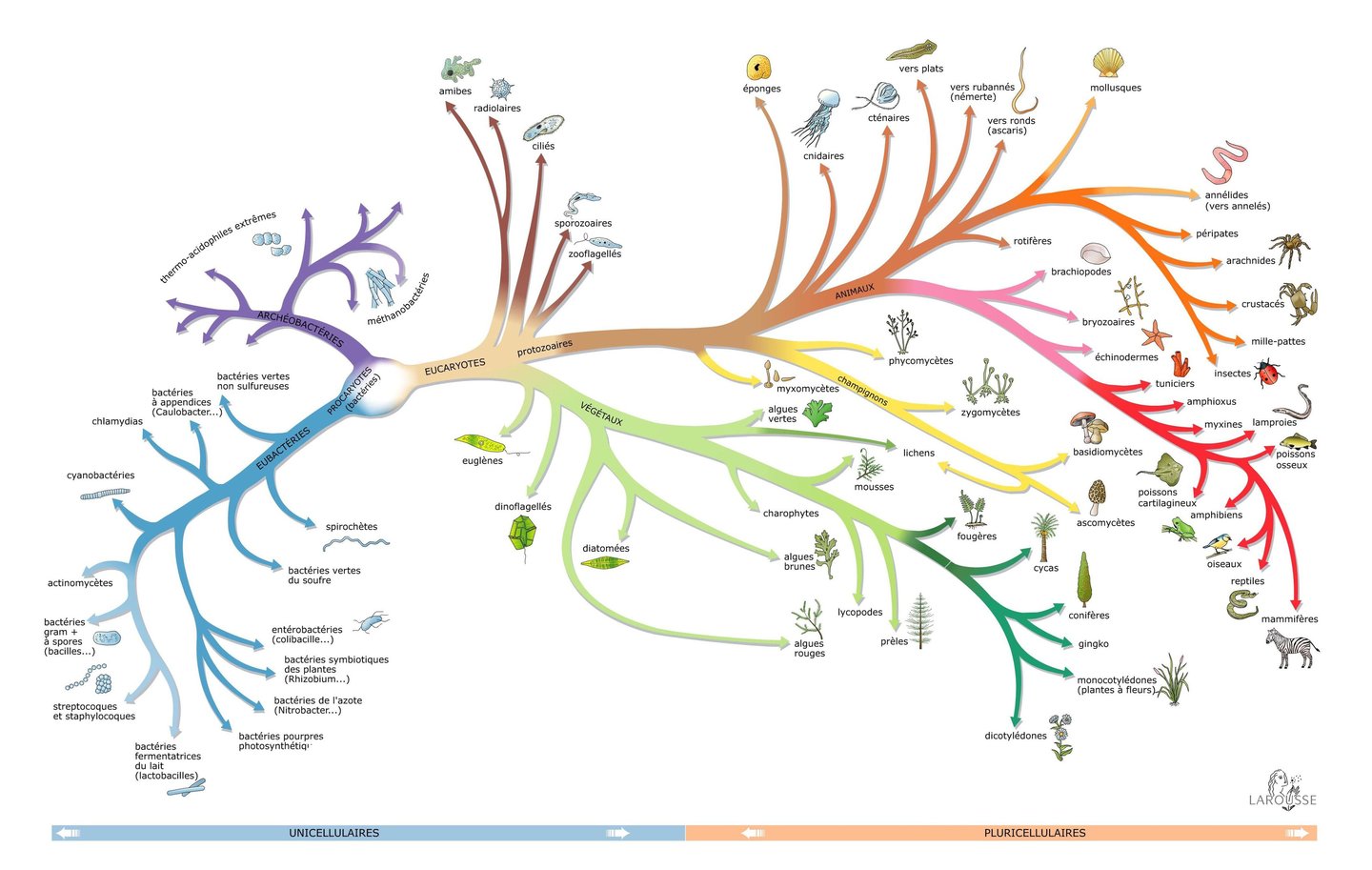 PESTICIDES BIODIVERSITÉ EXTINCTION MASSE INFOGRAPHIES