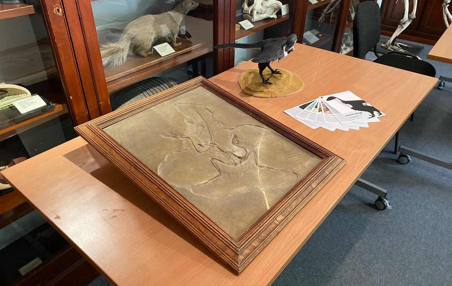 Archaeopteryx in museum