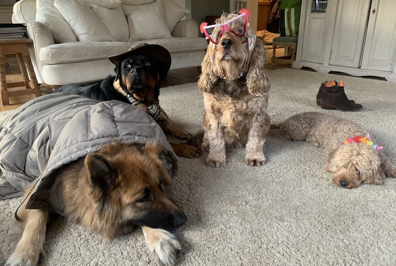 three dogs are sitting on the carpet in a living room