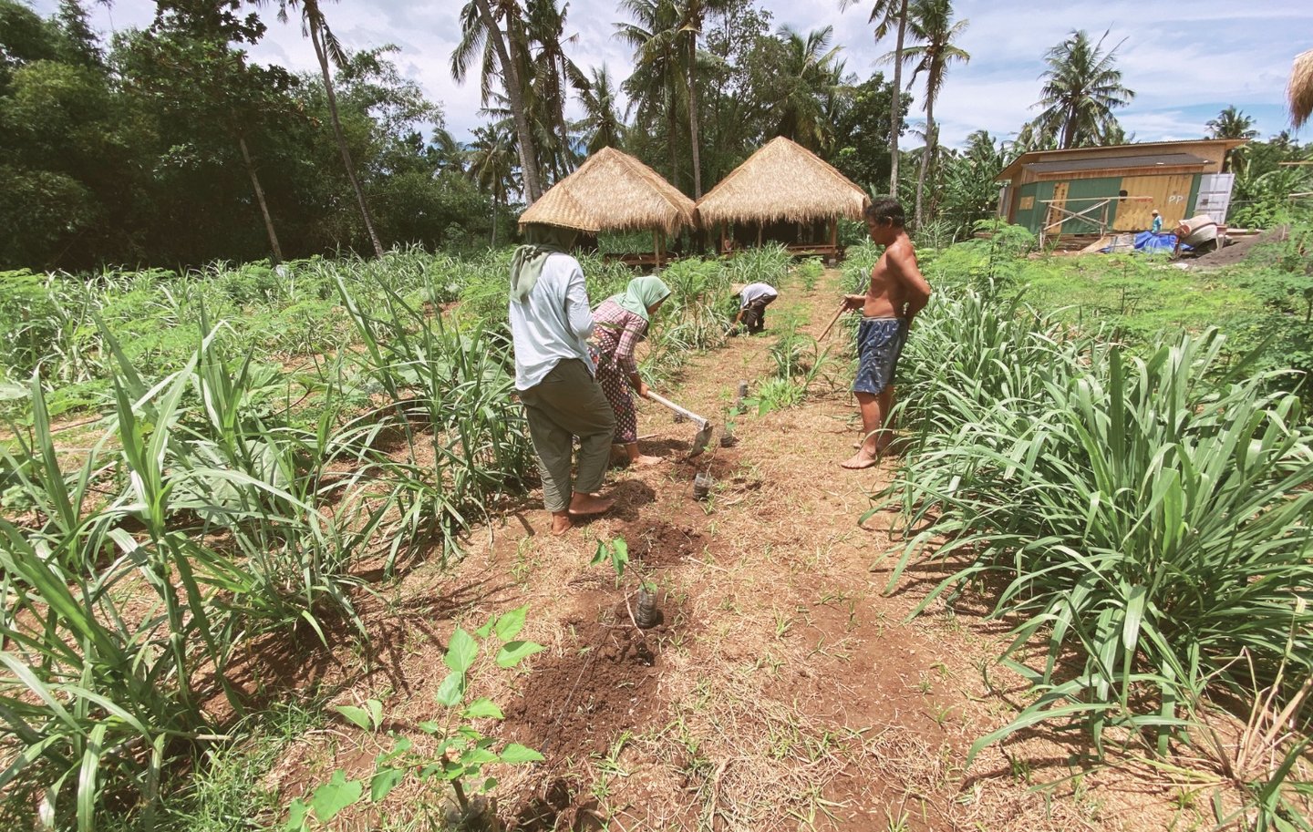 Early development stage of DEJAMA Agroforestry project, showing team members planting diverse crops
