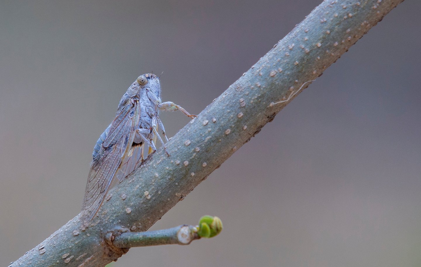 Cicada the buzzing insect can be seen during summer season in India
