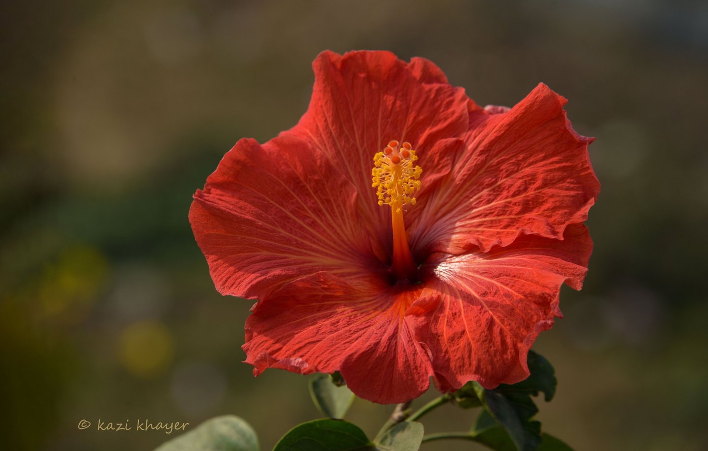 Picture of a red hibiscus rosa-sinensis-joba in Bengali.