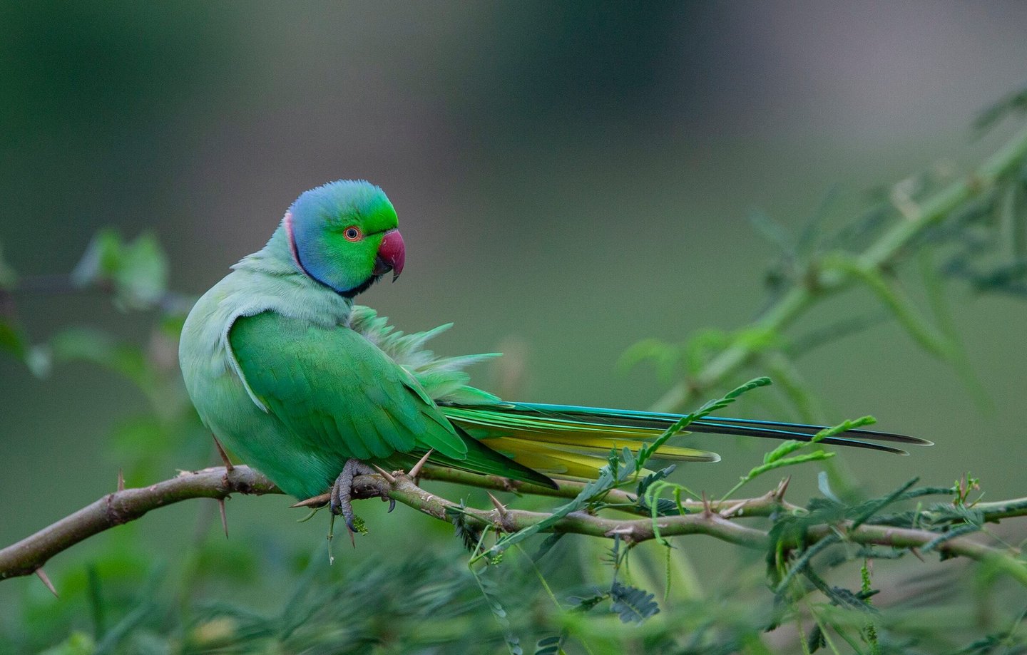 Rose ringed parakeet - Bird photography and sightings during Tiger safaris in India
