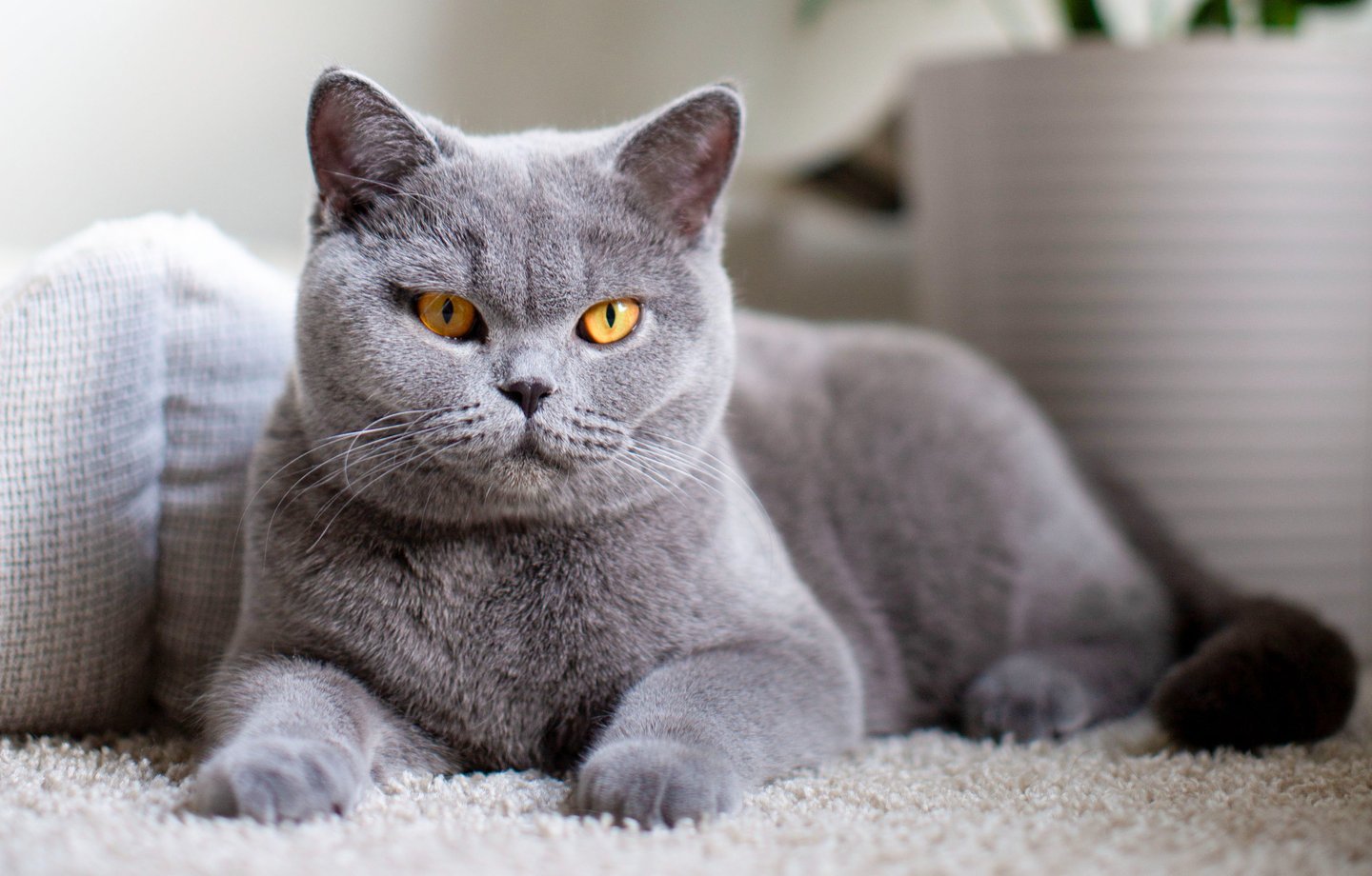 British Shorthair Blue