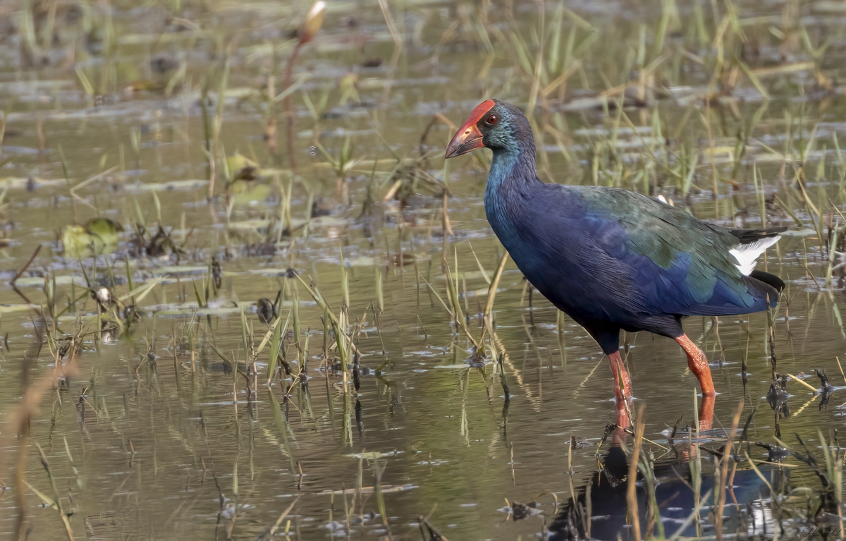 Foto van een Purperkoet lopend in het water