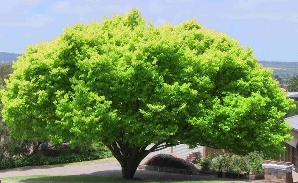 perfect umbrageous canopy form of gloden elm