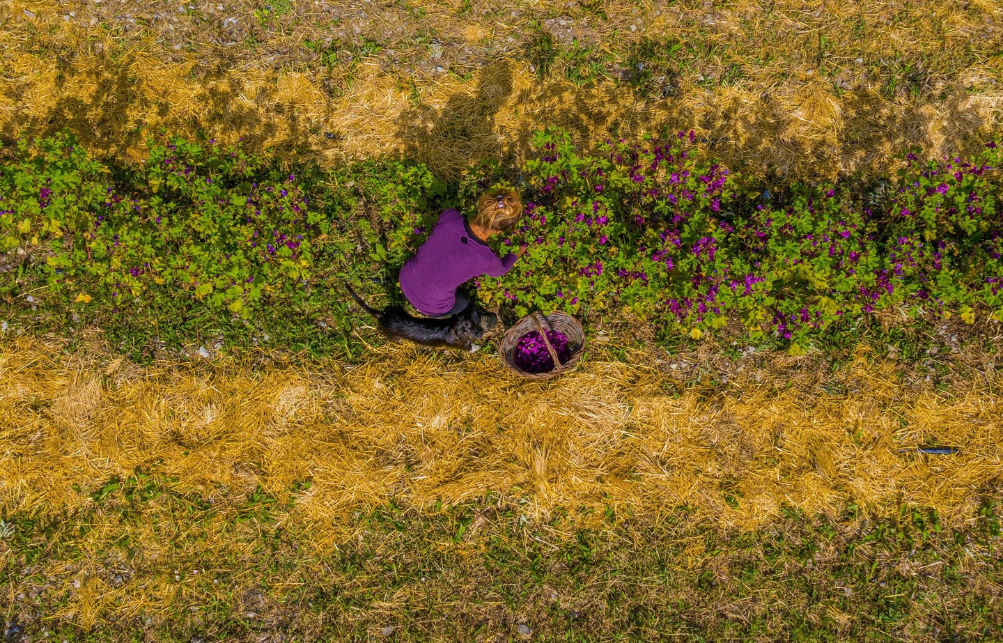 a woman in a purple shirt is sitting on a field
