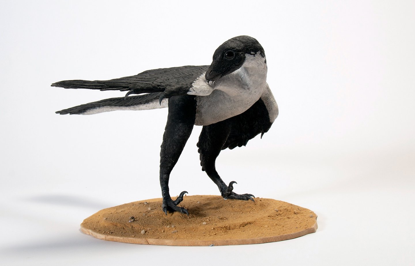 Archaeopteryx 8