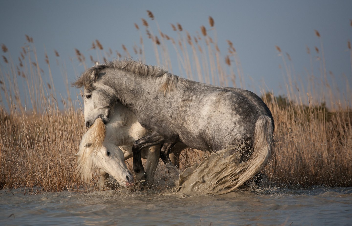 Two wild white Camargue horses playing and splashing in the marsh water of southern France.