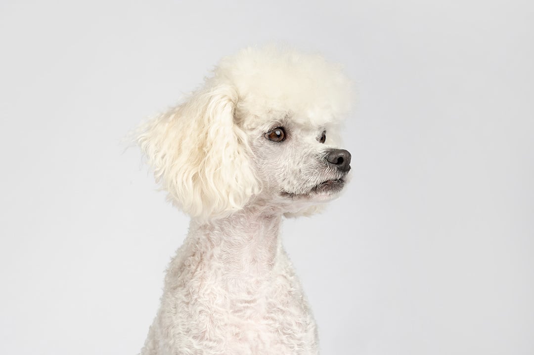 foto de mascota en estudio