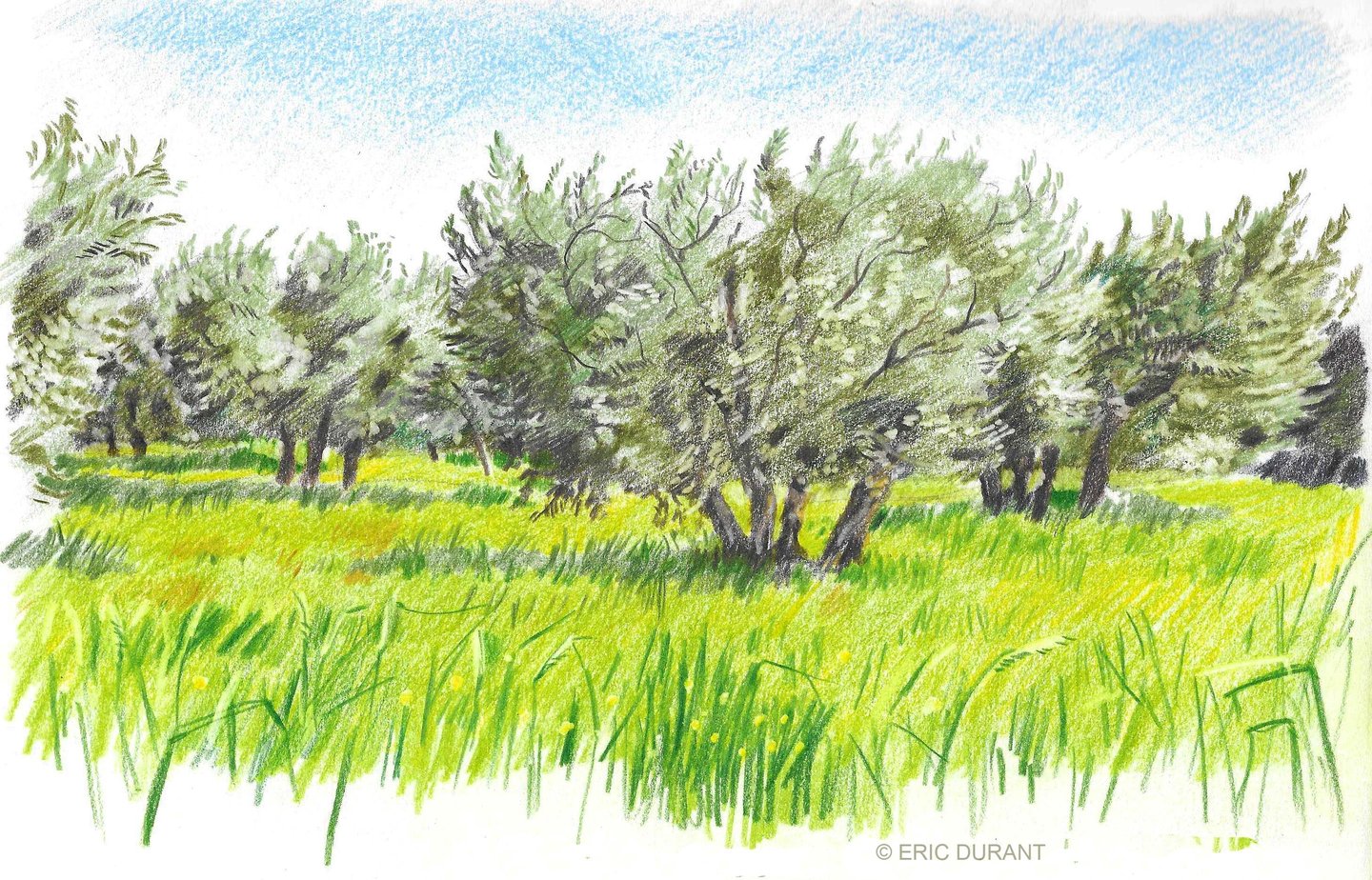 Dessin crayon de couleur sur papier - © Eric Durant