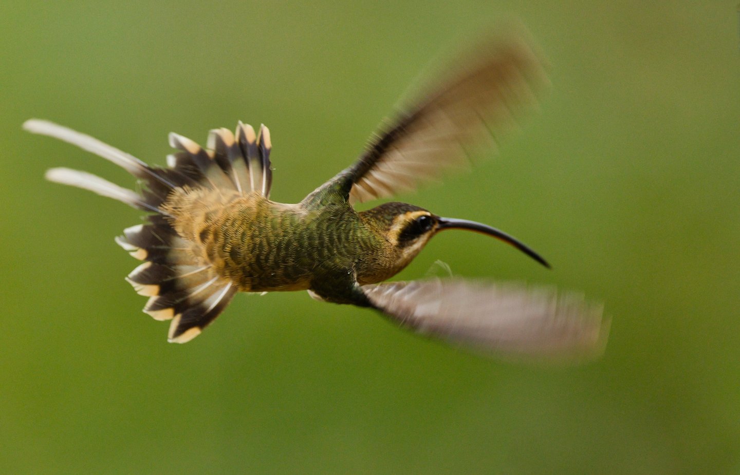The bird in the image is a Long-billed Hermit
