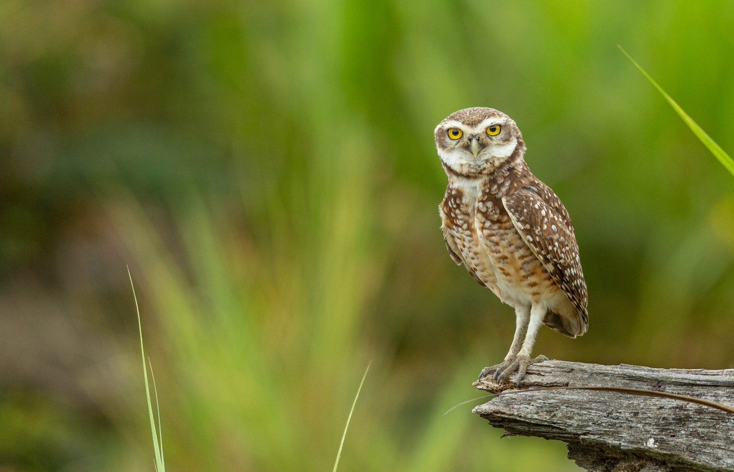 Birdwatching Manu Expeditions 4d/3n