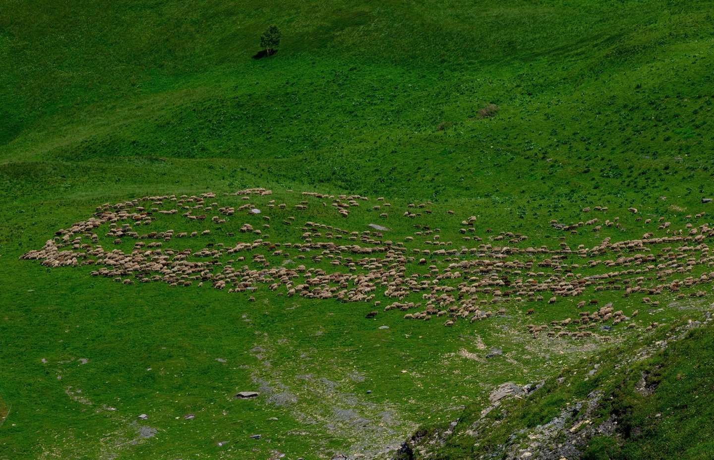 Troupeau de mouton en contrebas de La Brèche (La Grave)
