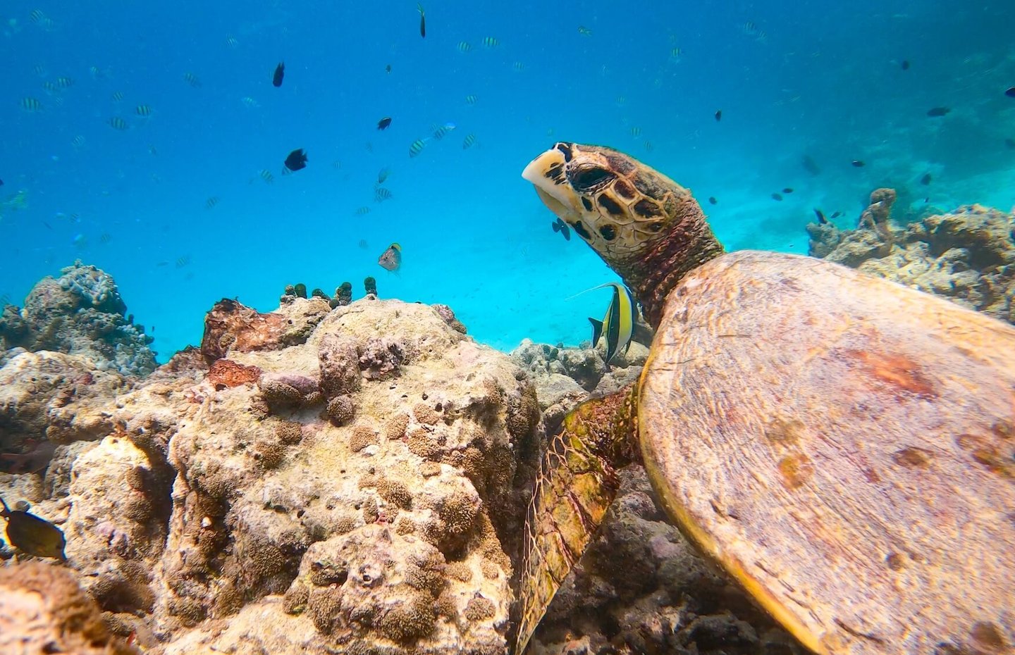 One & Only Reethi Rah Maldives house reef snorkelling