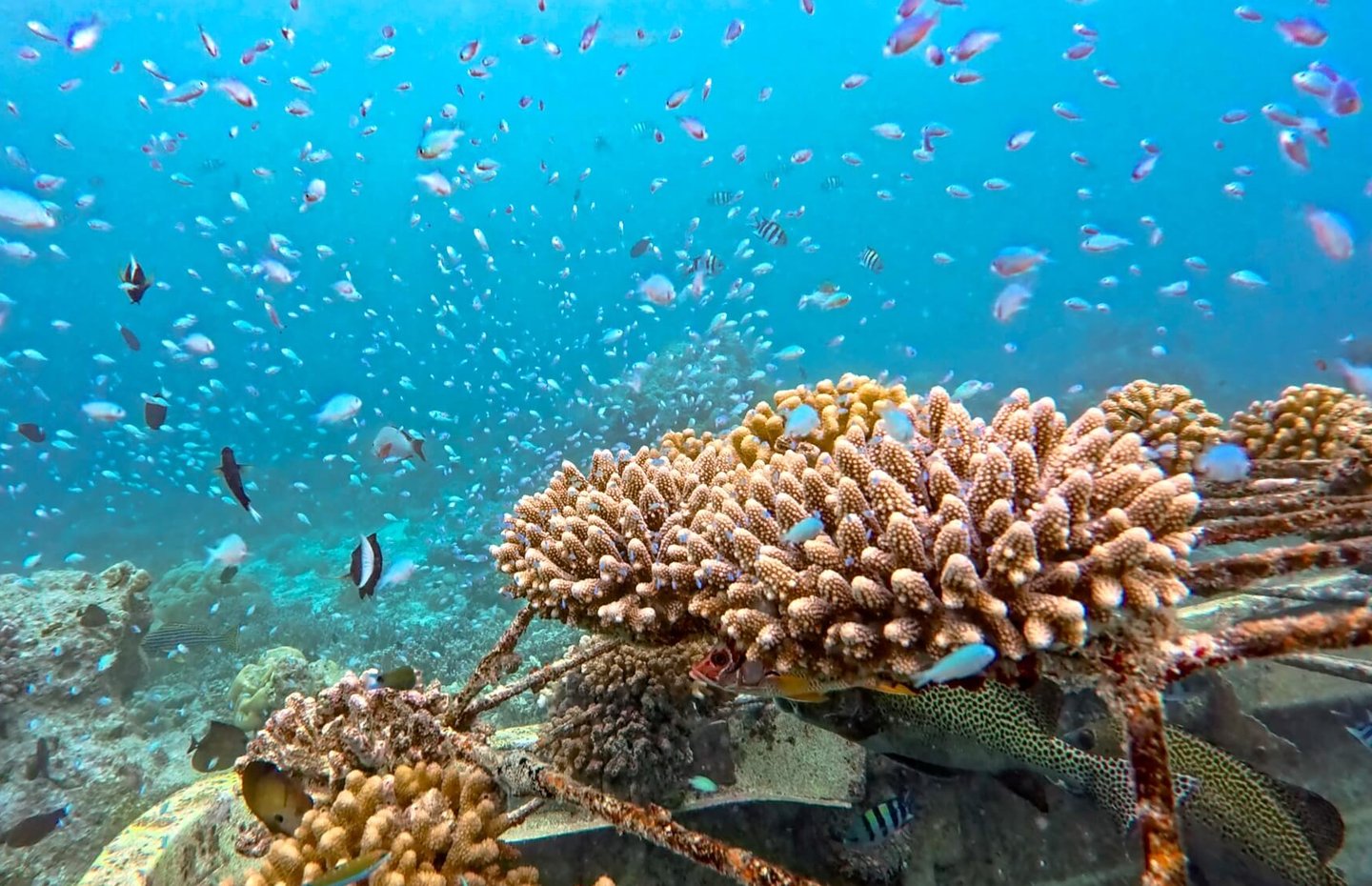 Baros Maldives house reef snorkelling