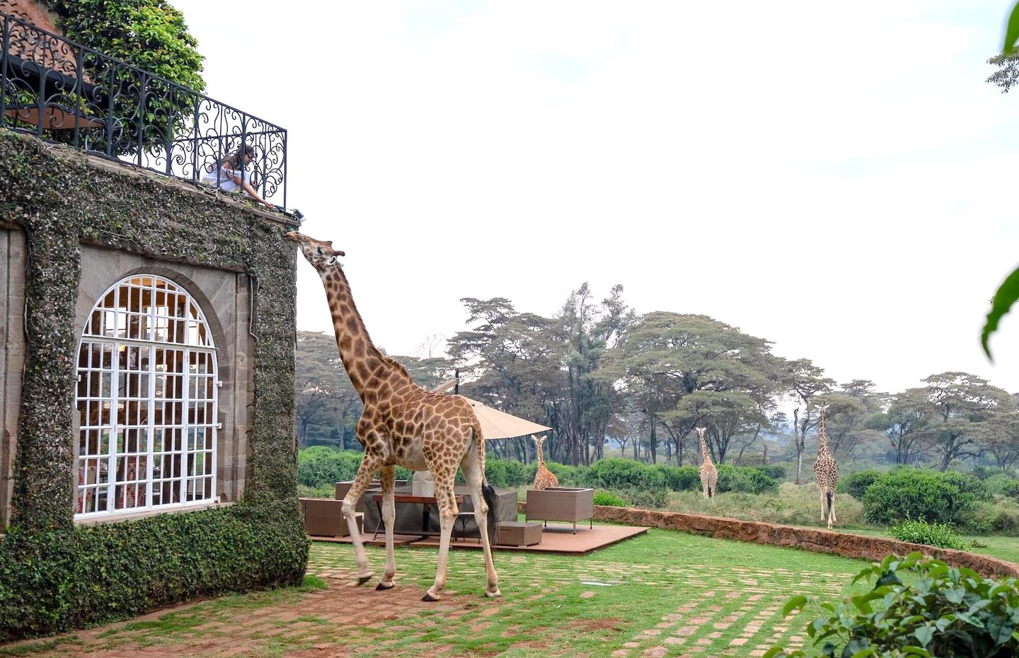 Giraffe Manor Kenya giraffe feeding