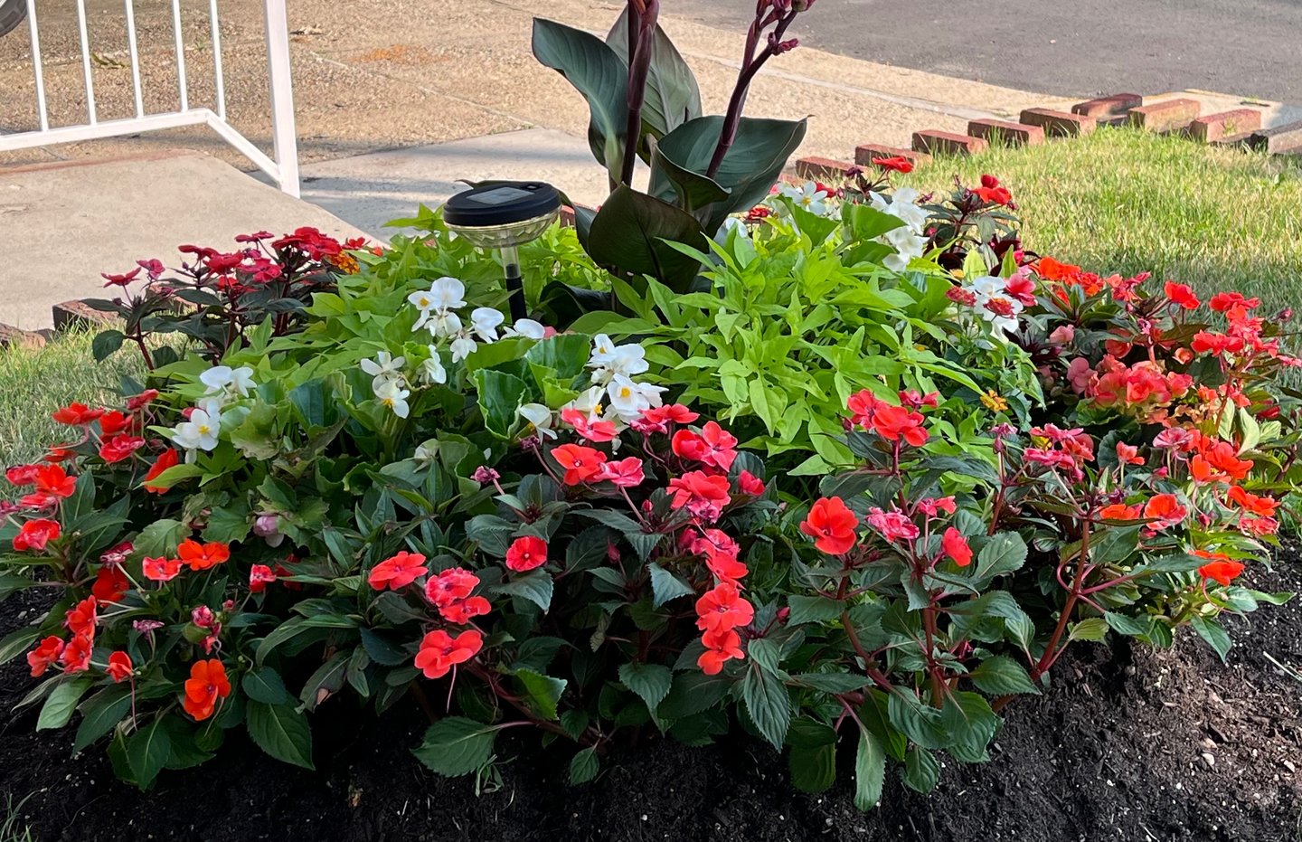 Vibrant garden flower bed featuring burnt orange impatiens, white begonias, and green foliage.