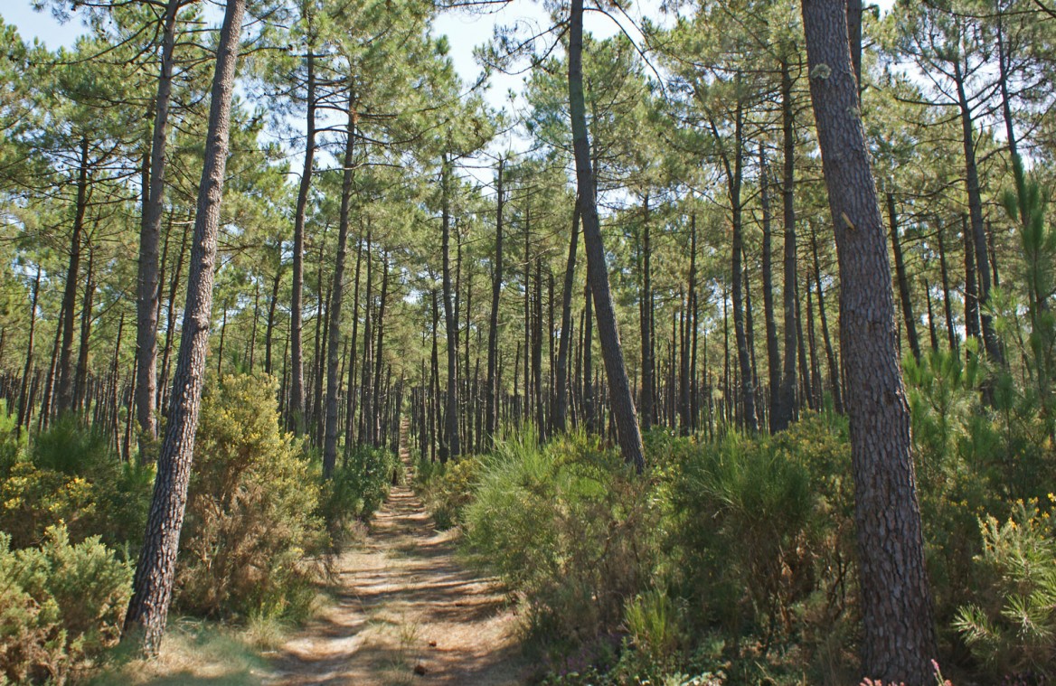 Photo d'une forêt landaise