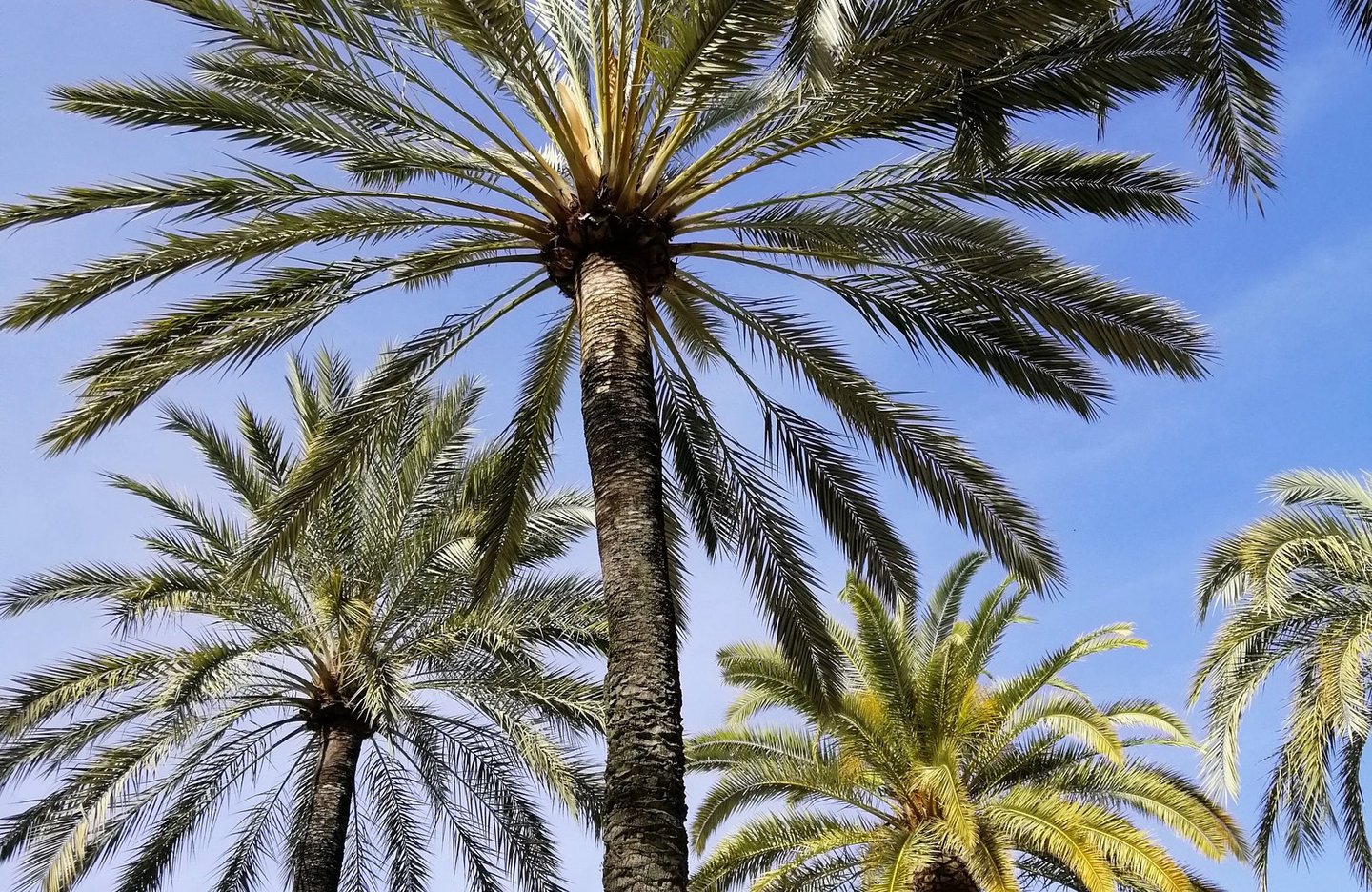 palm trees